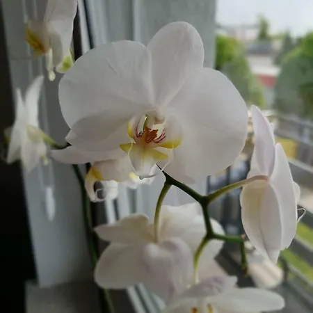 Pokoje Nadmorska